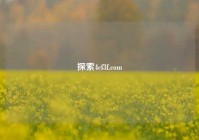 探索4cf3f.com