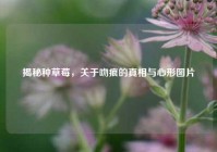 揭秘种草莓，关于吻痕的真相与心形图片