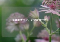 有趣的大牛子，它究竟是什么？